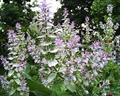 Clary sage